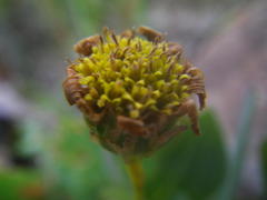 Afroaster perfoliatus