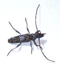 Graciliderolus parvus