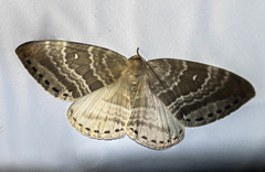 Cyclidia rectificata