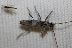 Graciliderolus parvus