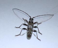 Graciliderolus parvus