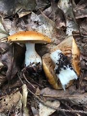 Cortinarius emollitus