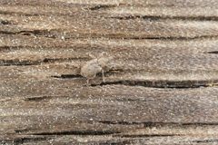 Listronotus bonariensis