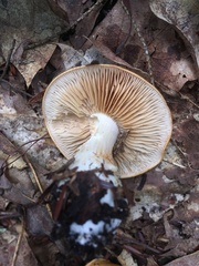 Cortinarius emollitus