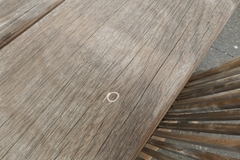 Listronotus bonariensis