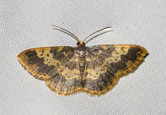 Peratophyga hyalinata