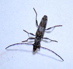 Graciliderolus parvus