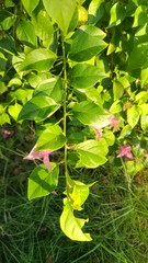 Bougainvillea
