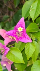 Bougainvillea