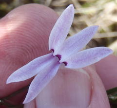 Cyphia digitata digitata