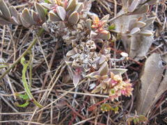 Delosperma litorale