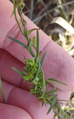 Cyphia digitata digitata