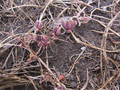 Delosperma litorale