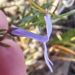 Cyphia digitata digitata