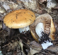 Cortinarius emollitus