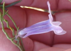 Cyphia digitata digitata