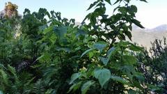 Sparrmannia africana