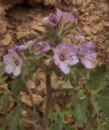 iNaturalist observation photo of caterpillar scorpionweed
