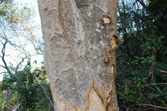 Albizia adianthifolia adianthifolia