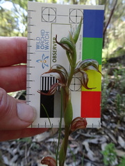 Pterostylis hamata