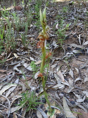 Pterostylis hamata