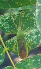 Homoeocerus graminis