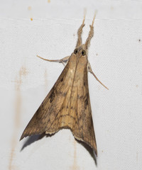 Oxyodes