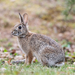 Eastern Cottontail - Photo (c) Pedro Peloso, some rights reserved (CC BY-NC), uploaded by Pedro Peloso