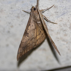 Oxyodes