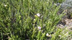 Polygala teretifolia