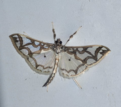 Polythlipta cerealis