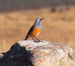 Sentinel Rock Thrush photo 2
