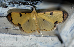 Uncobotyodes patulalis