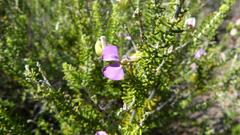 Polygala teretifolia