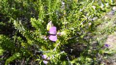 Polygala teretifolia