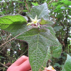 Solanum acerifolium