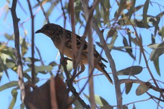 Chlamydera guttata