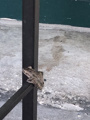 Osteopilus septentrionalis