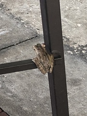 Osteopilus septentrionalis