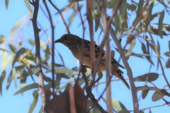 Chlamydera guttata