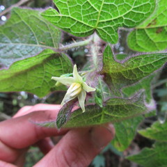 Solanum acerifolium