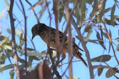 Chlamydera guttata