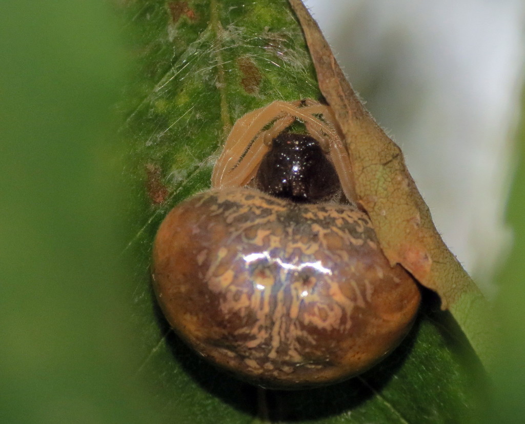 Yeargan's Bolas Spider