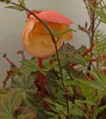 Begonia × tuberhybrida