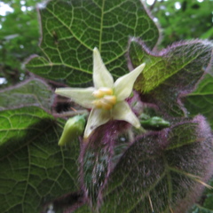 Solanum acerifolium