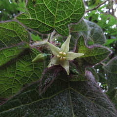 Solanum acerifolium