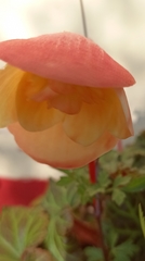 Begonia × tuberhybrida