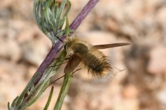 Anastoechus nitidulus