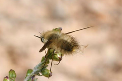 Anastoechus nitidulus