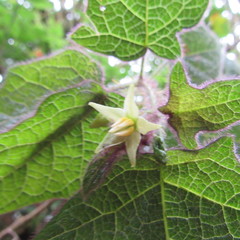 Solanum acerifolium